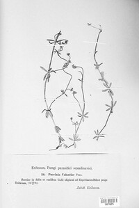 Puccinia valantiae image